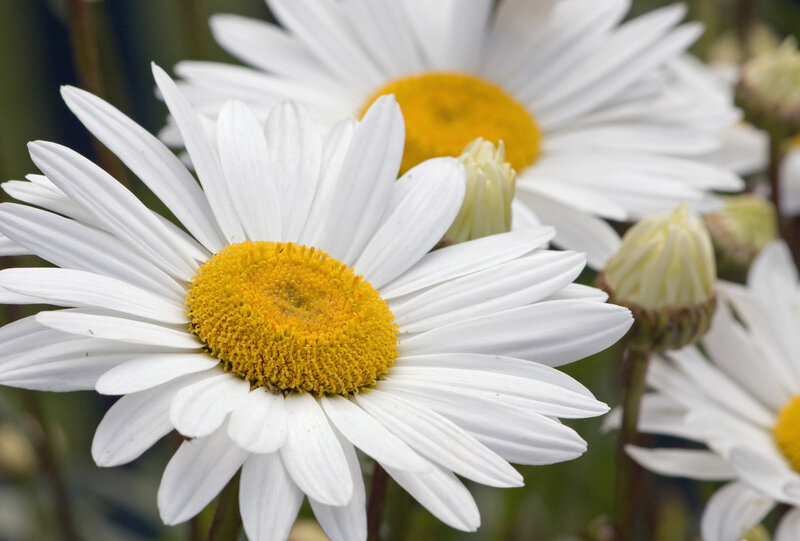Daisies in Bloom