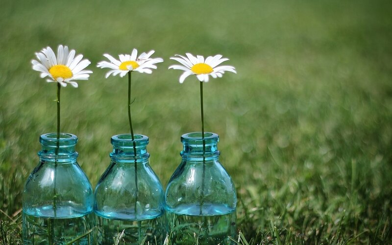 Daisies in Blue Bottles — Green, Serene