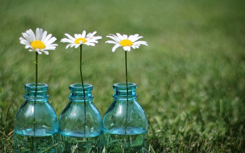 Daisies in Blue Bottles — Green