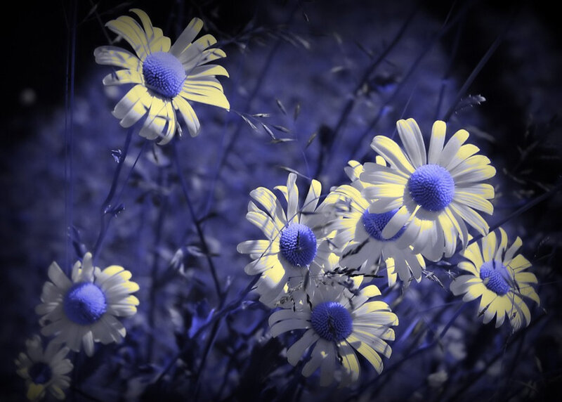 Daisies in Blue Light — Dreamy