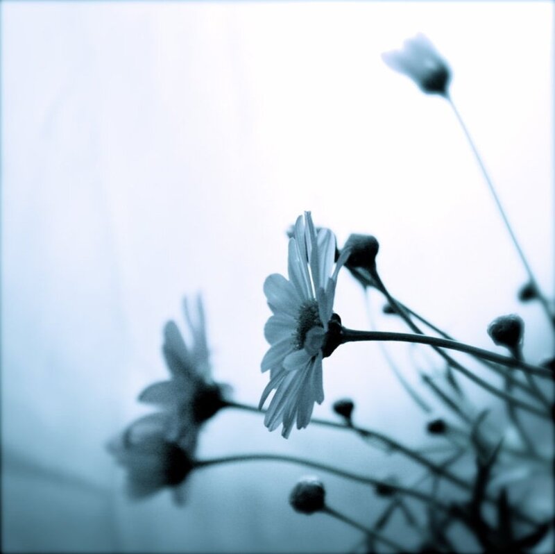 Daisies in Blue Light — Serene, Photograph