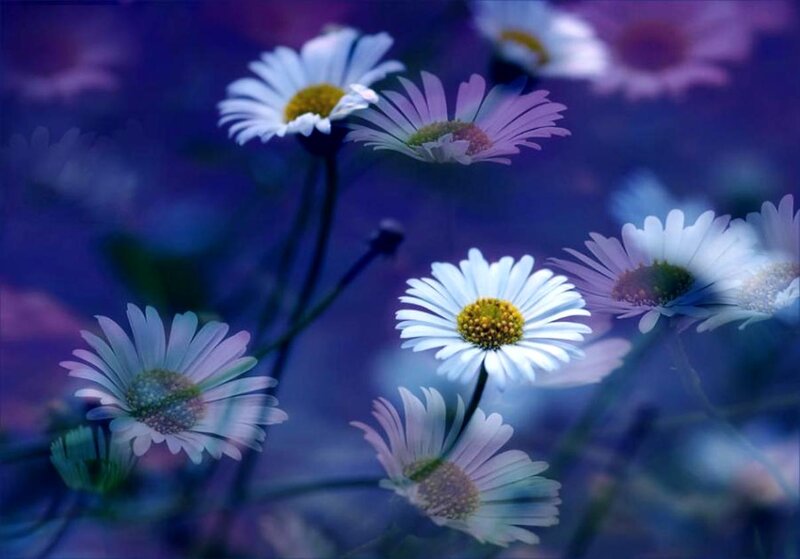 Daisies in Blue Light — Serene