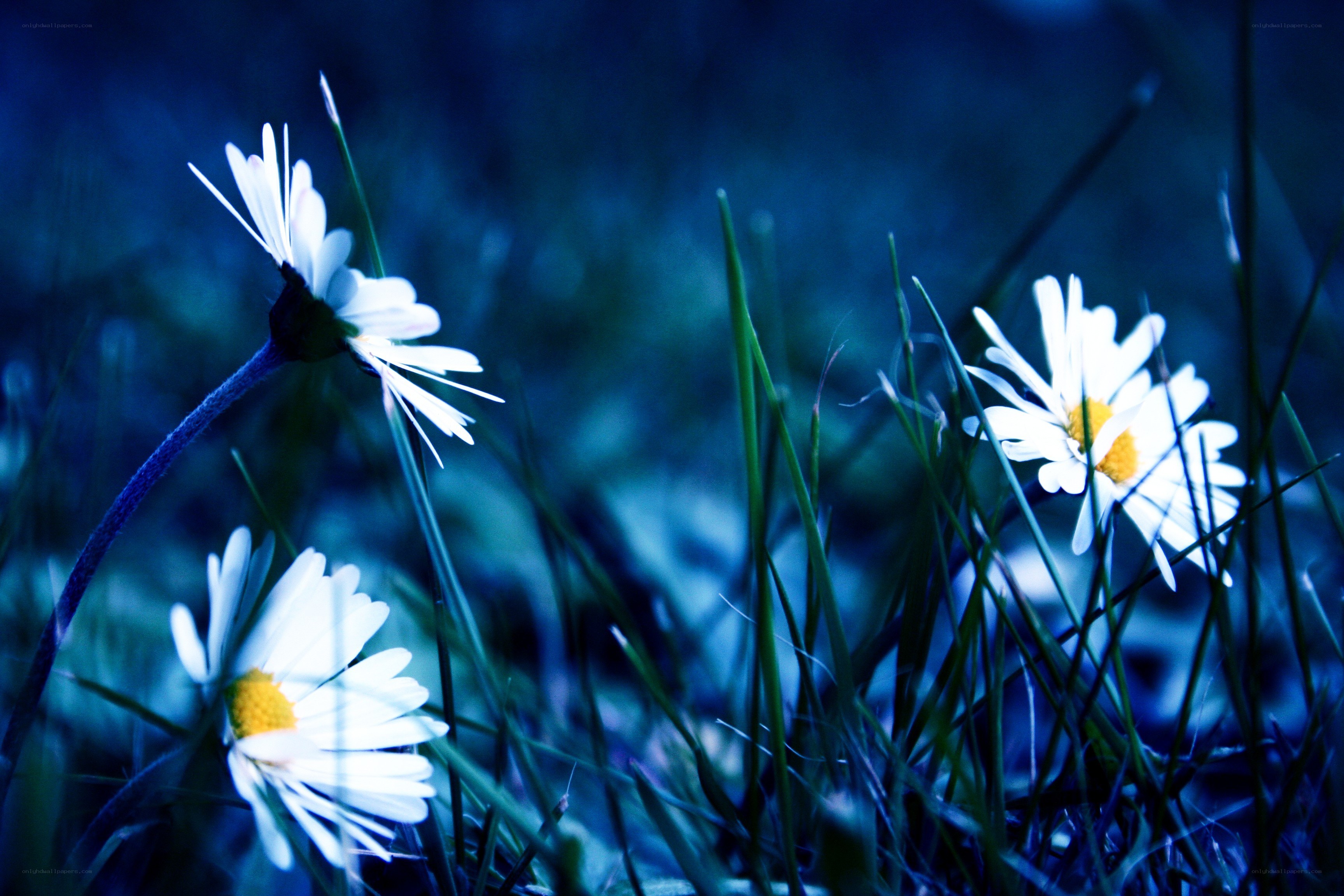 Daisies in blue light