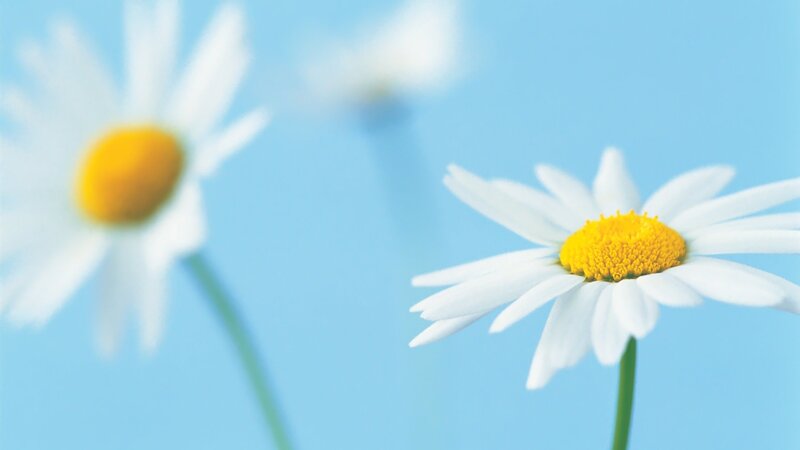 Daisies in Blue Sky
