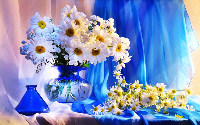 Daisies in Blue Vase — Serene, Photograph