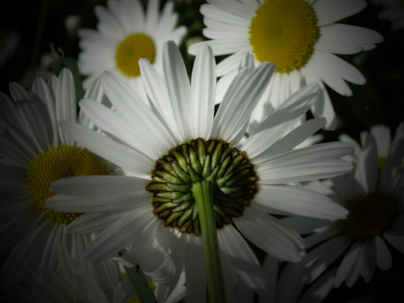 Daisies in Close-up