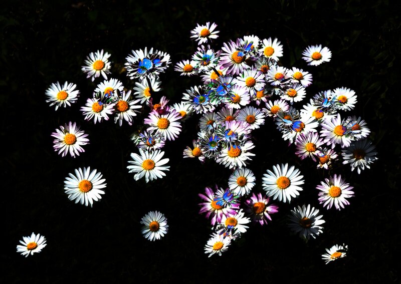 Daisies in Dark Field