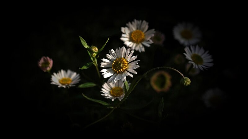 Daisies in Dark Field — White