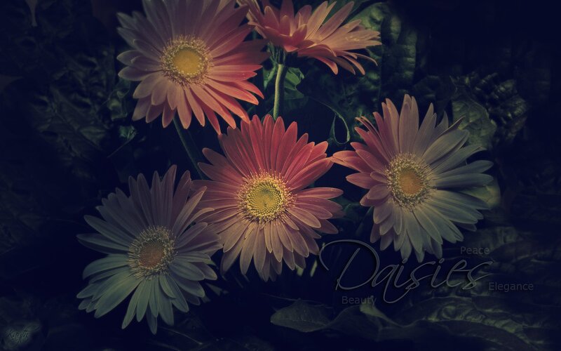 Daisies in Dark Setting — Pink