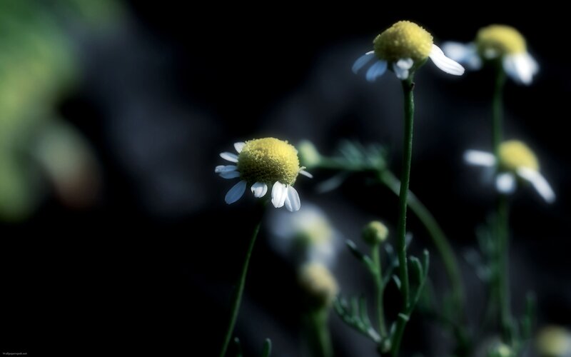 Daisies in Dark Setting
