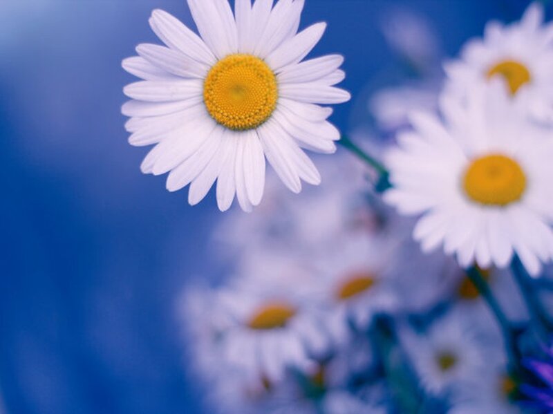 Daisies in Focus