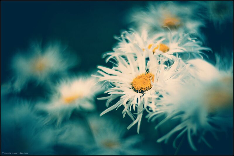 Daisies in Focus — White