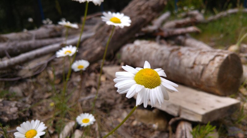 Daisies in Forest — White, Serene