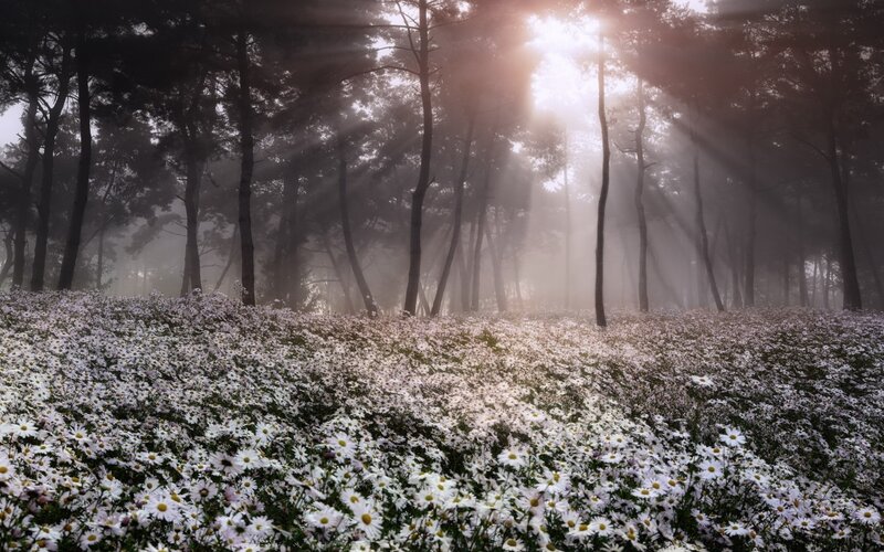 Daisies in Forest — White