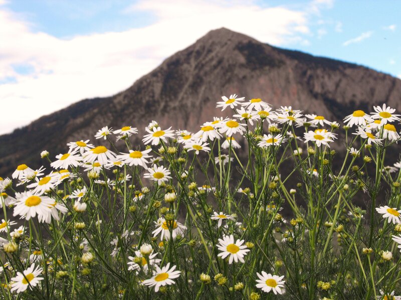 Daisies in Front of Mountain