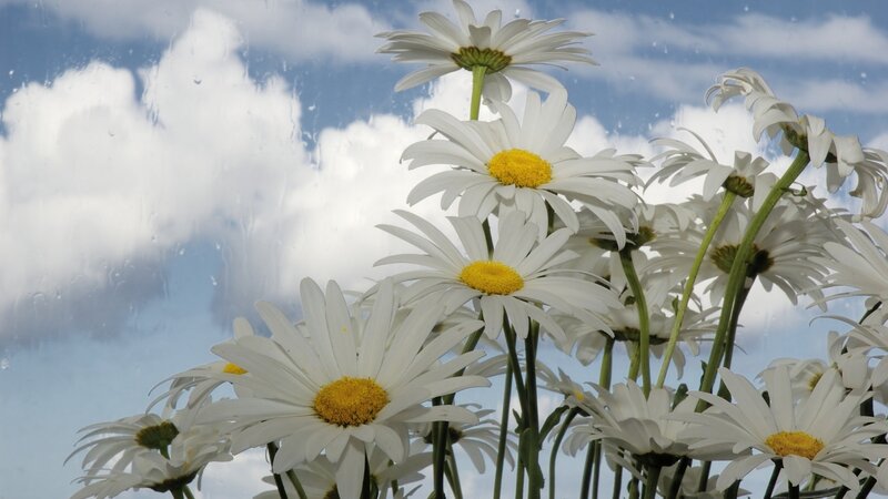 Daisies in Front of Sky