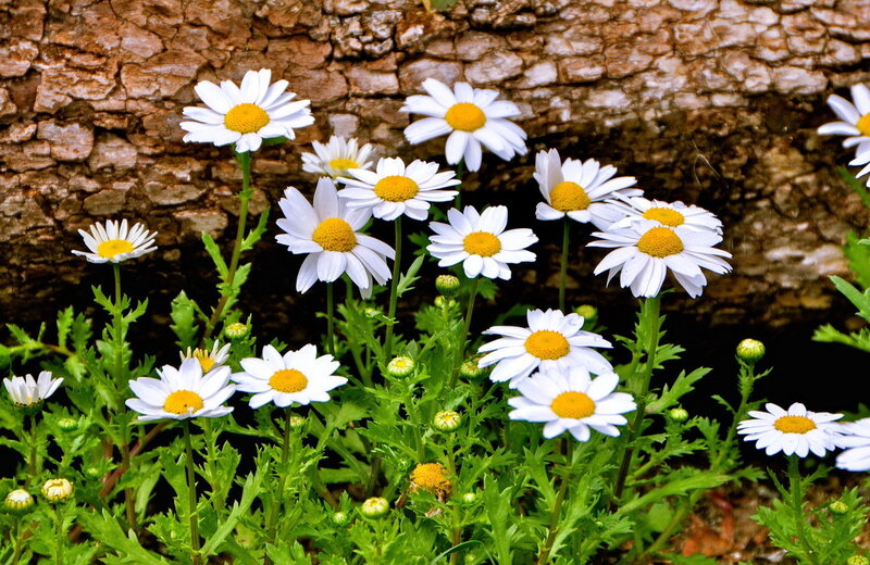 Daisies in Front of Tree