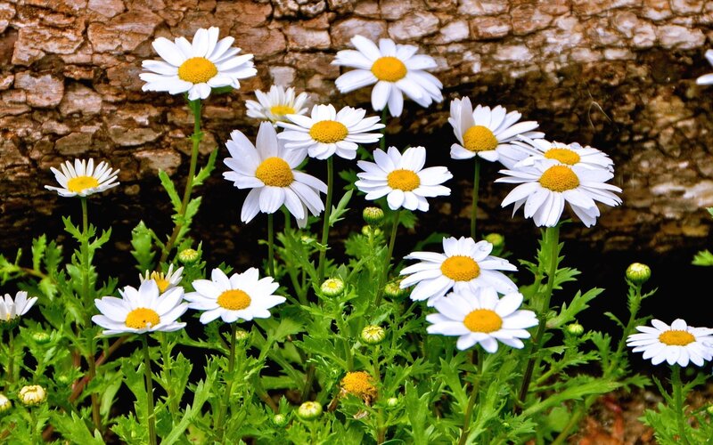 Daisies in Front of Tree — White