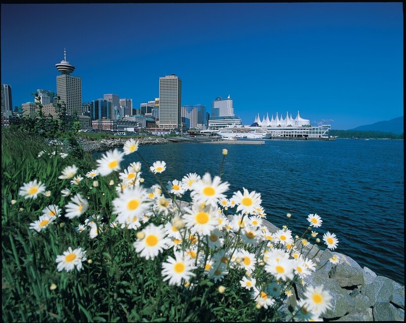 Daisies in front of Vancouver skyline