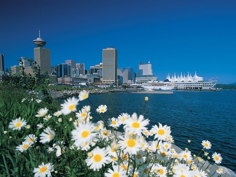 Daisies in front of Vancouver skyline