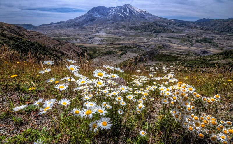 Daisies in Front of Volcano