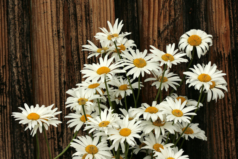 Daisies in Front of Wood