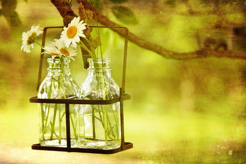 Daisies in Glass Bottles