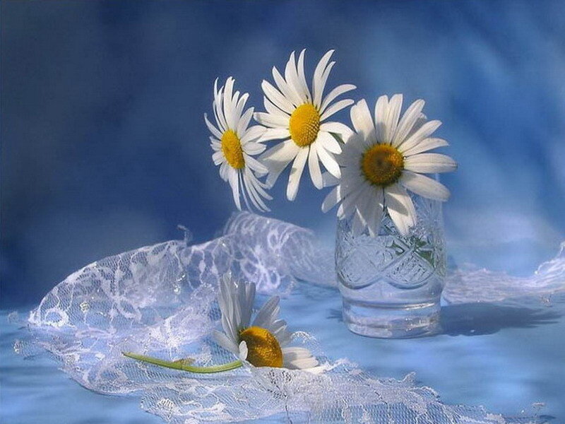 Daisies in Glass Vase — Blue, Serene