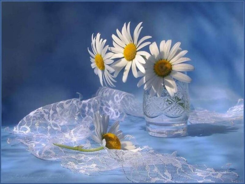 Daisies in Glass Vase — Blue