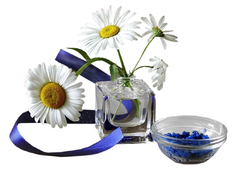 Daisies in Glass Vase — White, Calm
