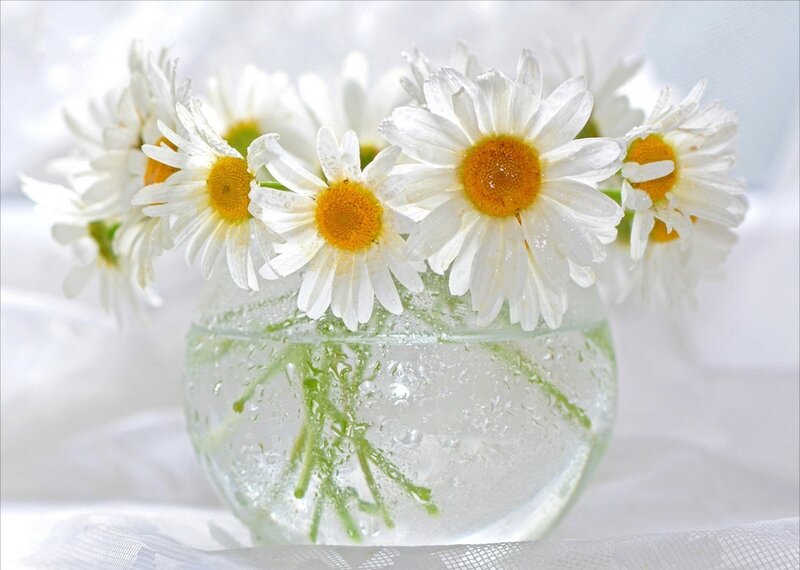 Daisies in Glass Vase — White, Serene, Photograph, Water