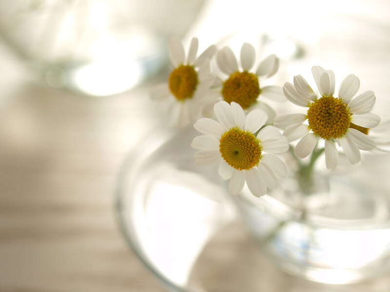 Daisies in Glass Vase — White, Serene