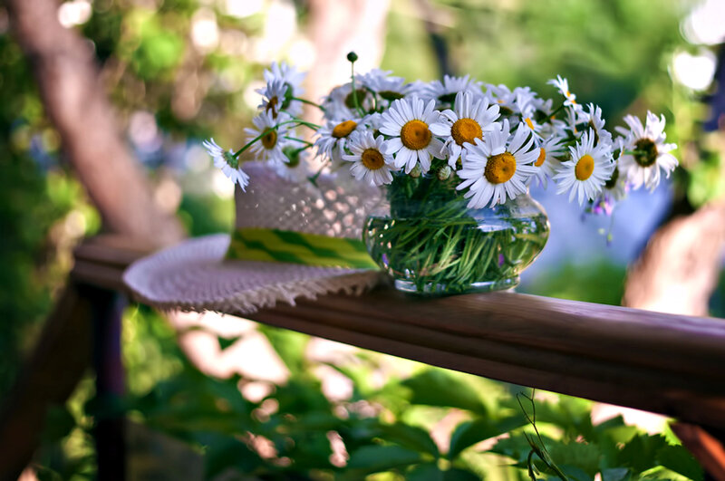 Daisies in Glass Vase — White