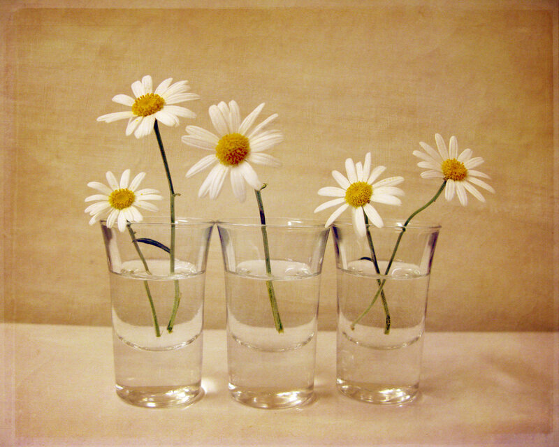 Daisies in Glass Vases