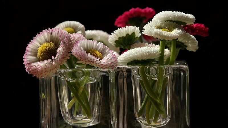 Daisies in Glass Vases — White