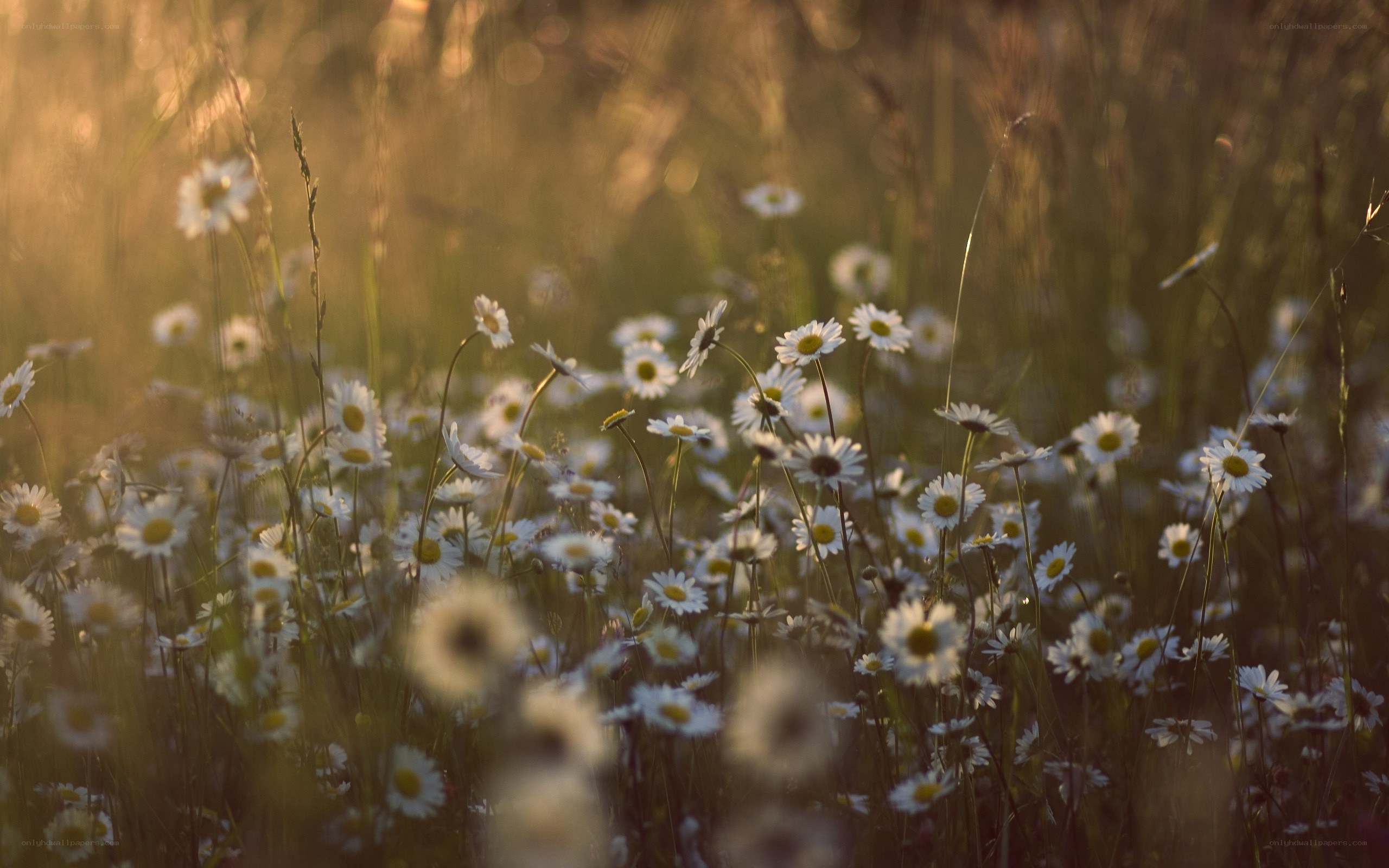 Daisies in golden light