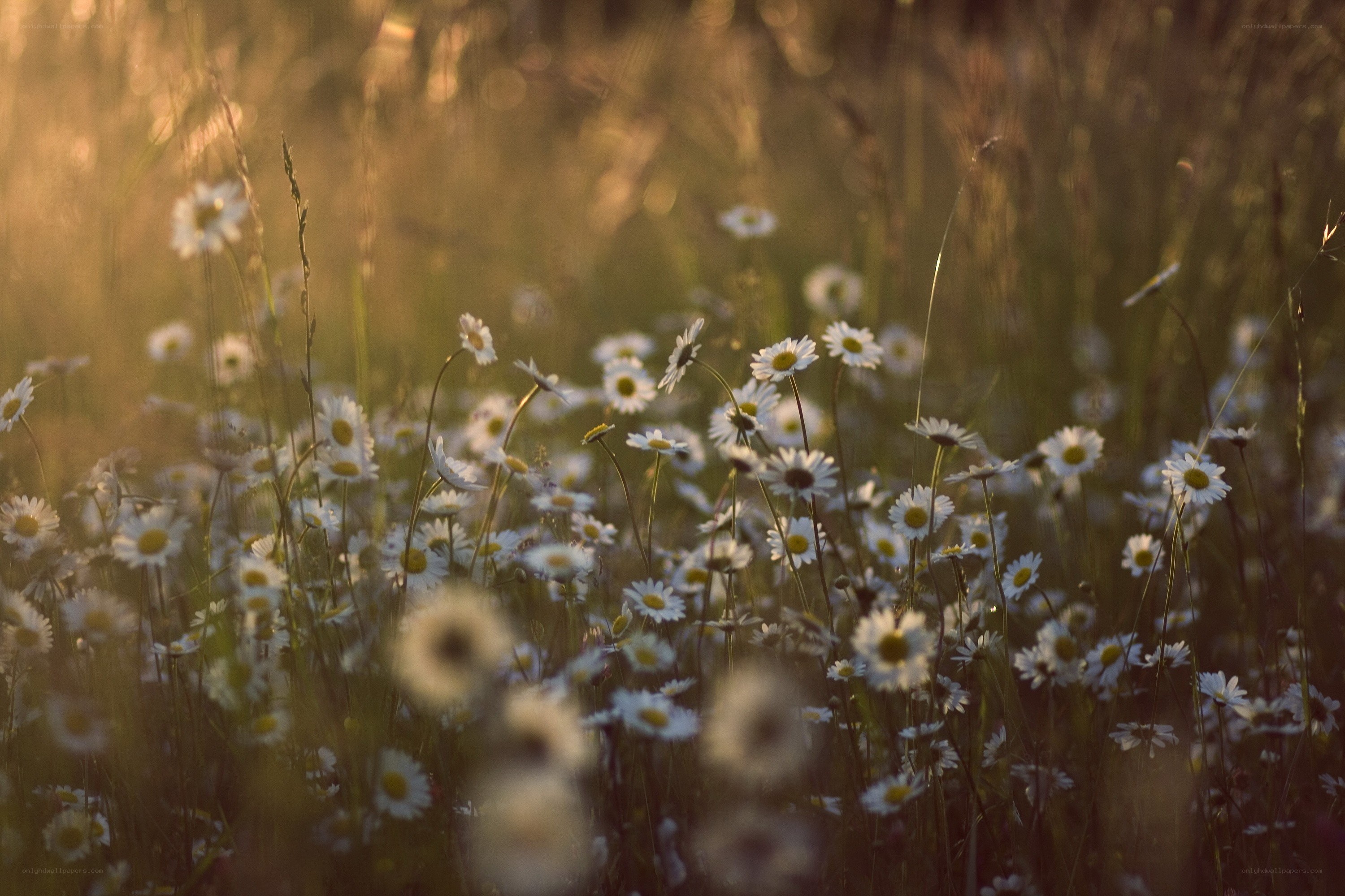 Daisies in golden light