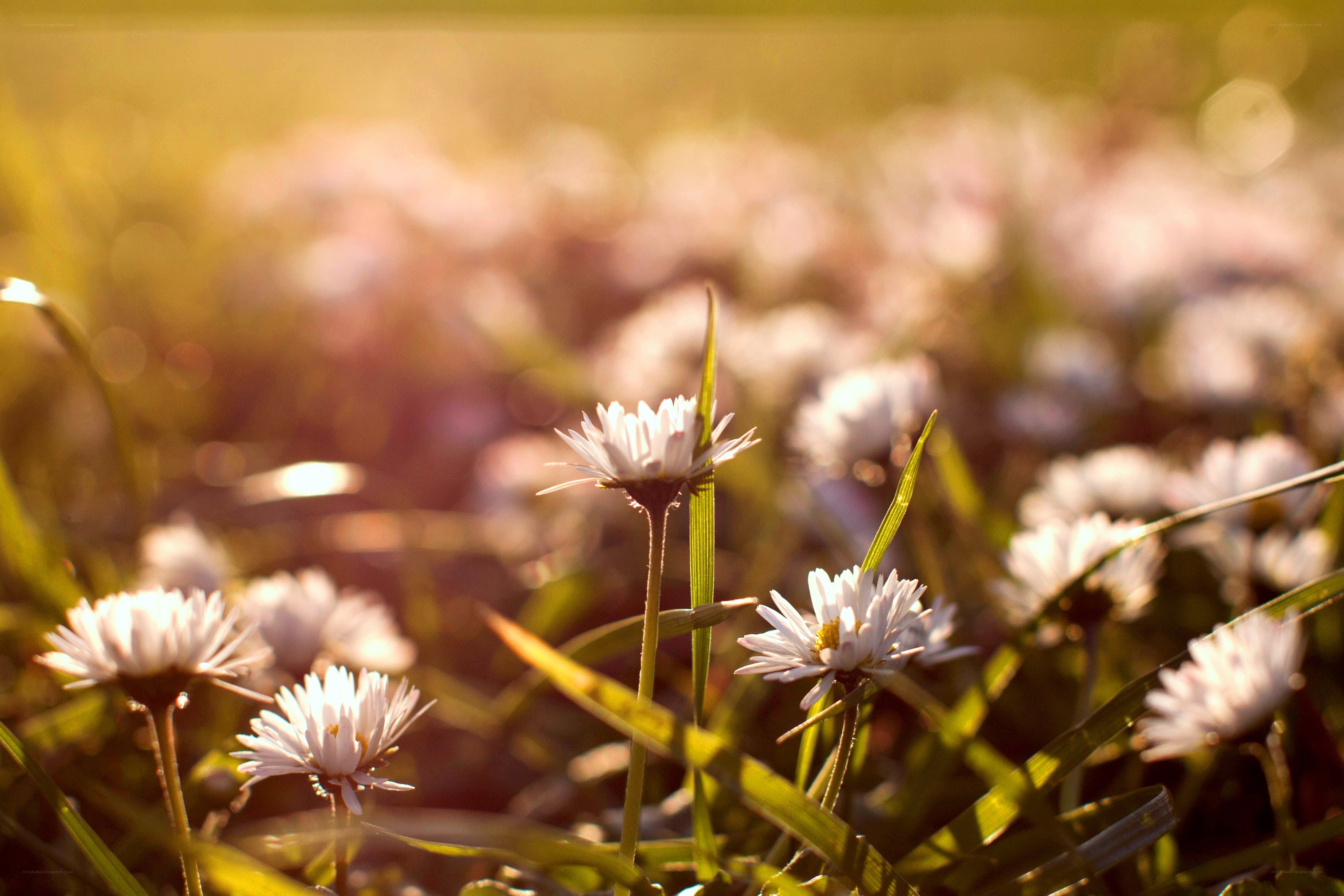 Daisies in golden sunlight