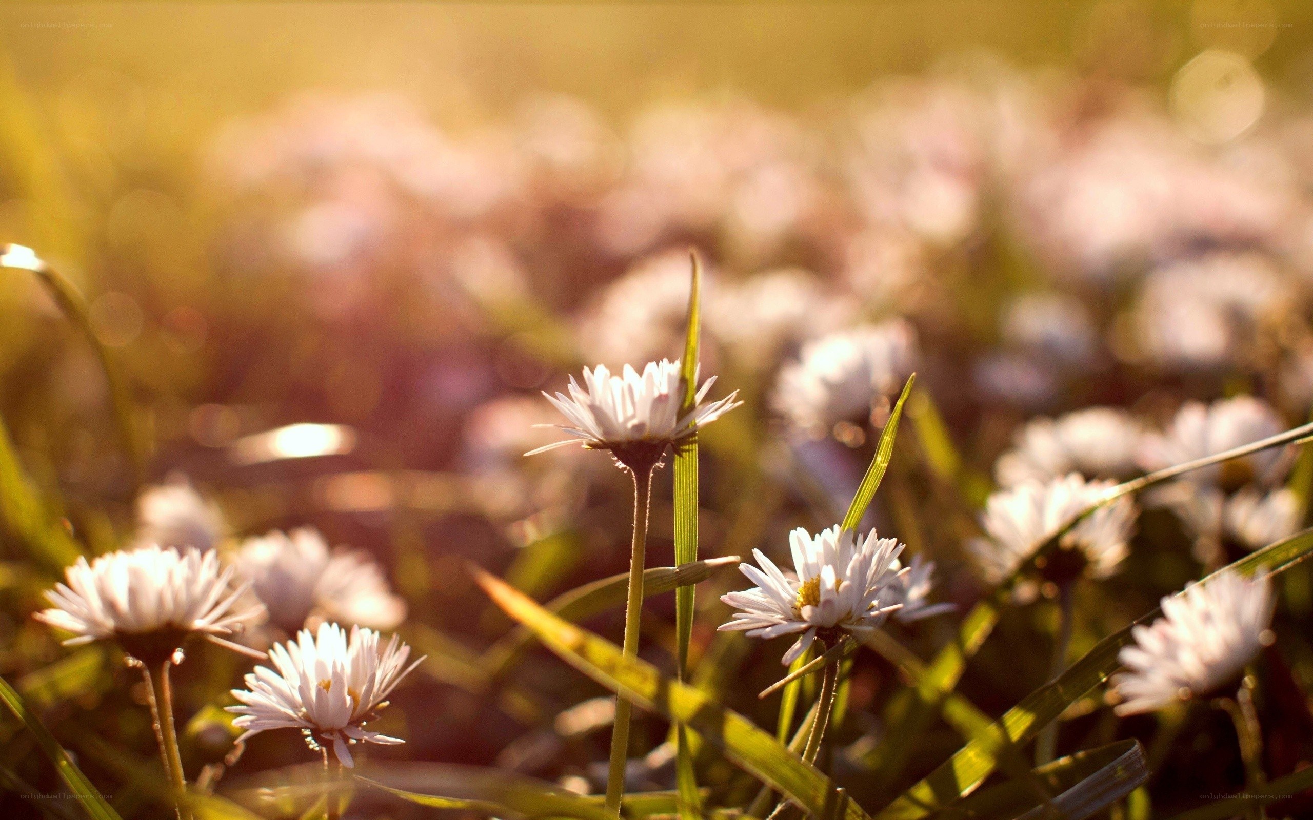 daisies in golden sunlight