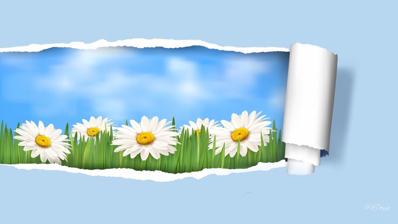 Daisies in Grass — Blue, Serene, Spring