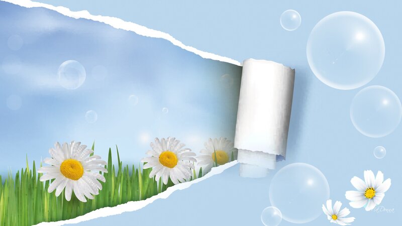 Daisies in Grass — Blue