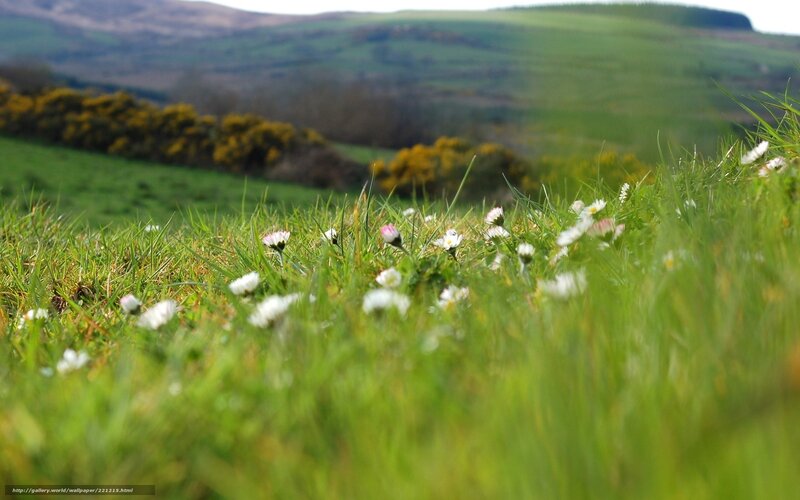 Daisies in Grass Field — Green