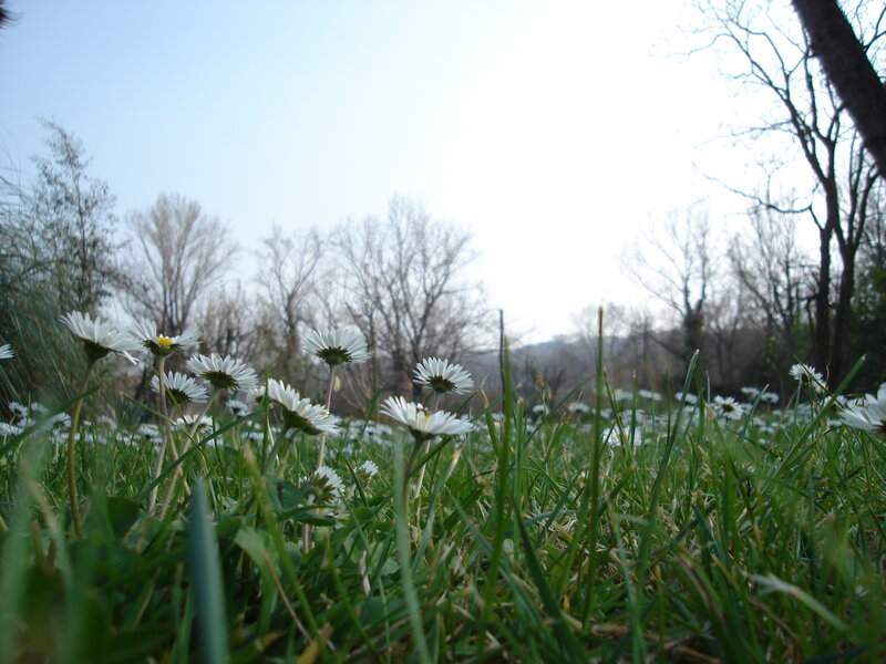 Daisies in Grass Field