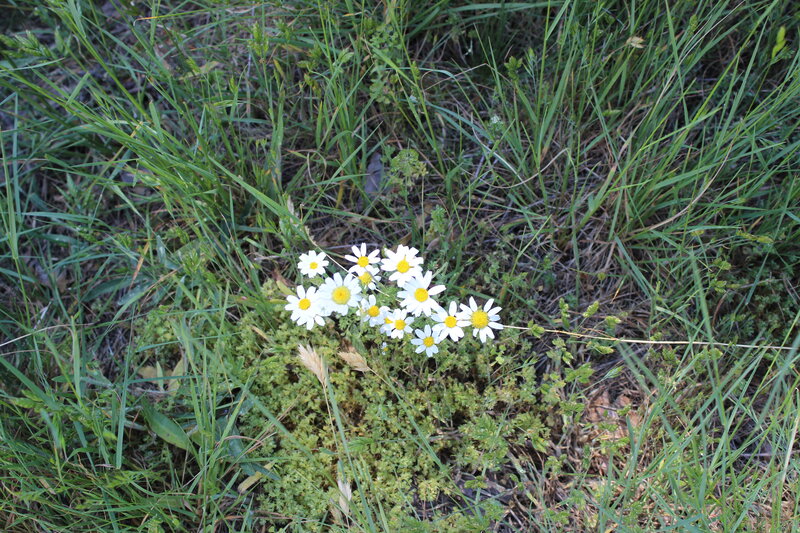 Daisies in Grass — Green, Calm