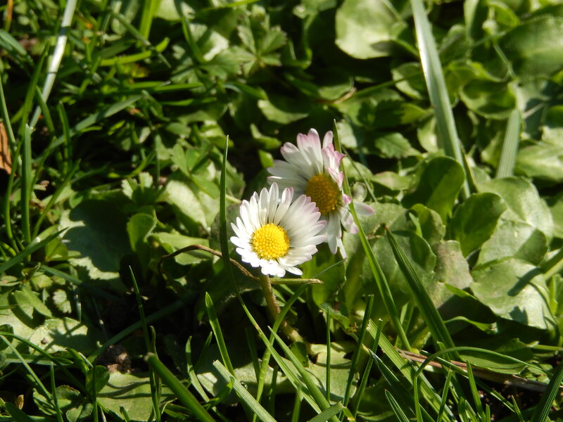 Daisies in Grass — Green, Serene, Afternoon, Photograph, Leaves