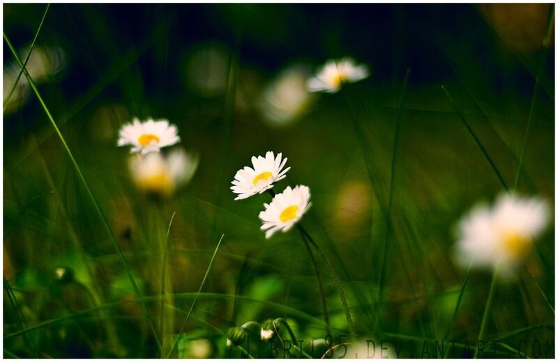 Daisies in Grass — Green, Serene, Afternoon