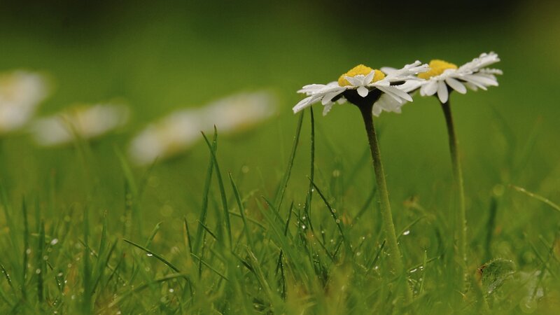 Daisies in Grass — Green, Serene, Morning, Photograph, Flowers
