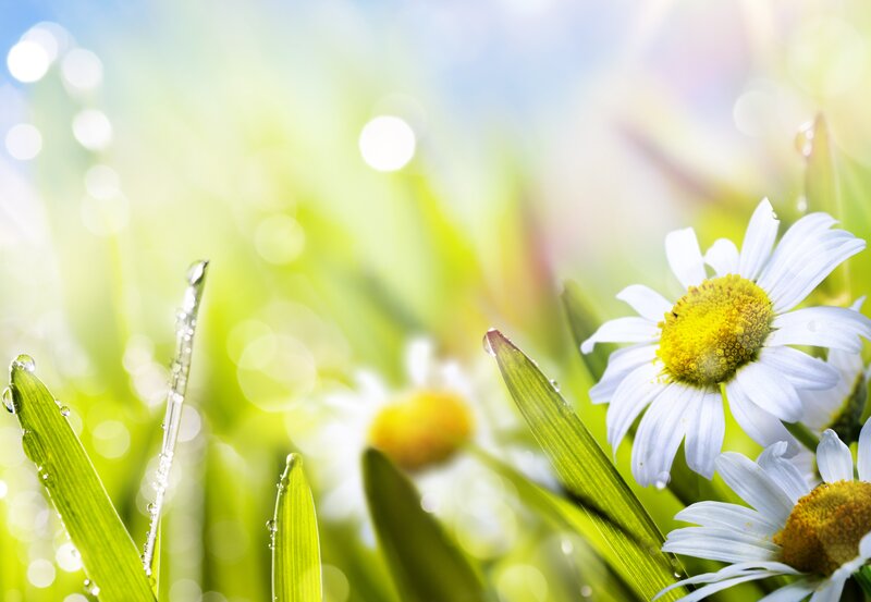 Daisies in Grass — Green, Serene, Morning