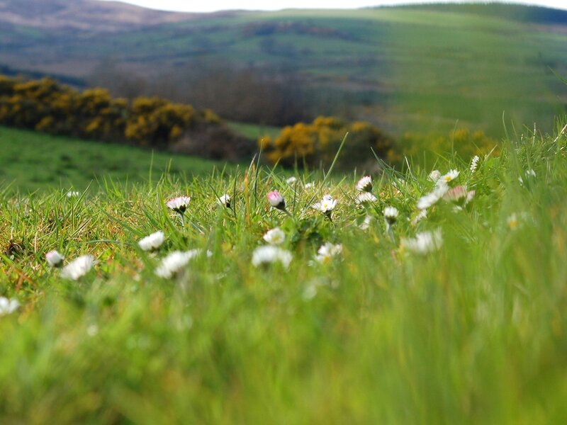 Daisies in Grass — Green, Serene, Spring