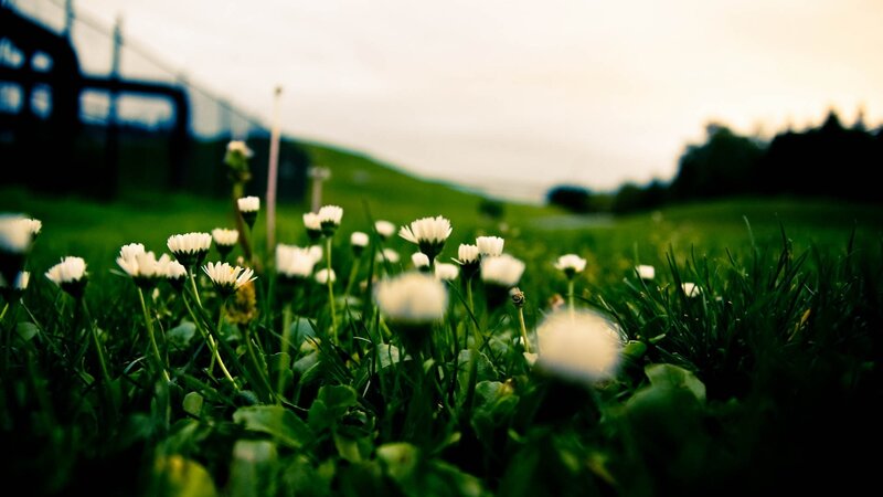 Daisies in Grass — Green, Serene, Sunset